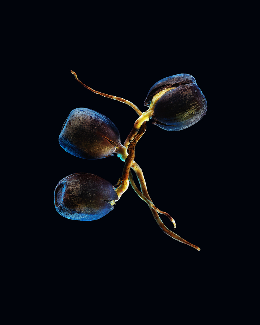 Sprouted Acorn 4 — Studio Still Life Photography 