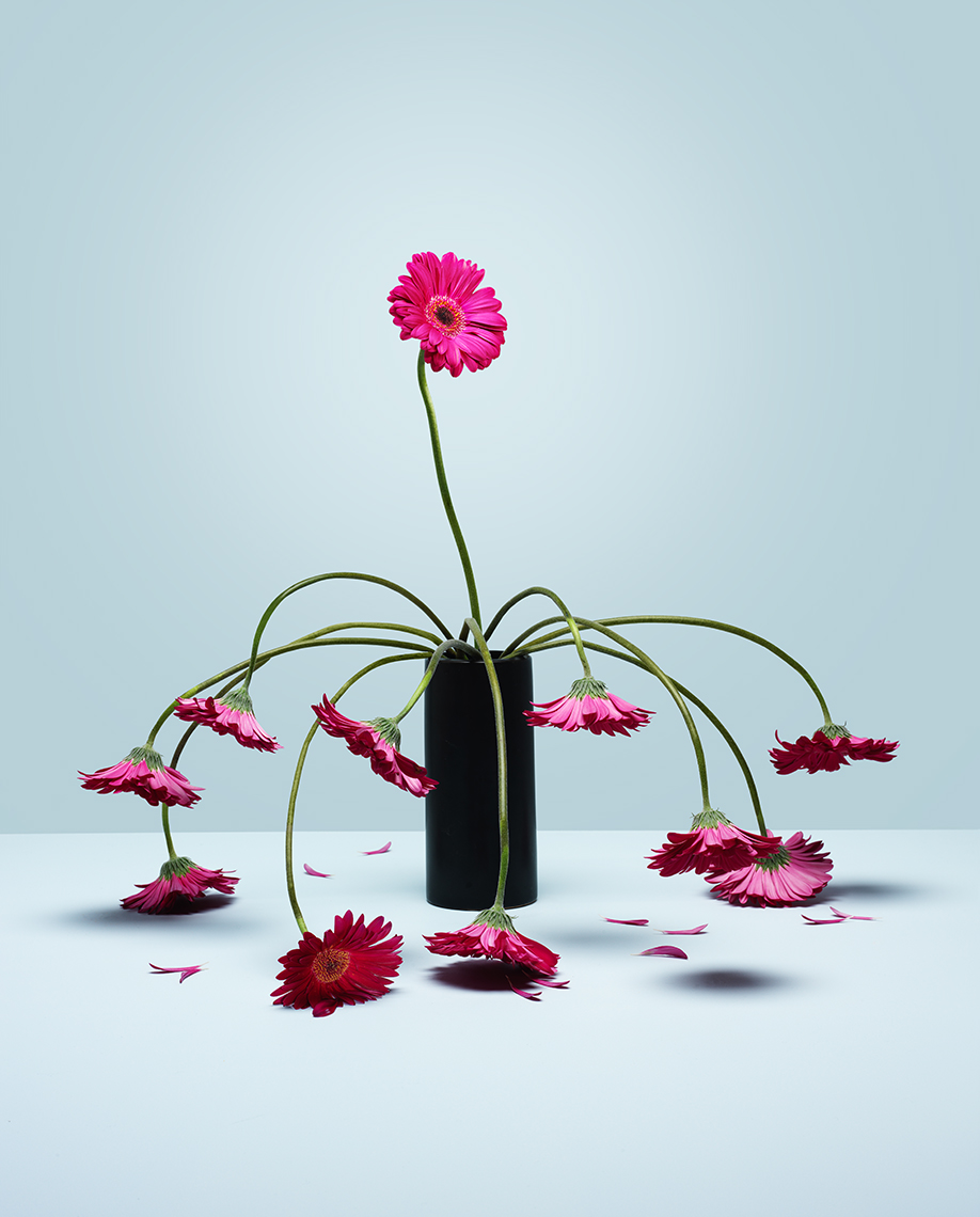 Wilted Flowers — Editorial Still Life Photography